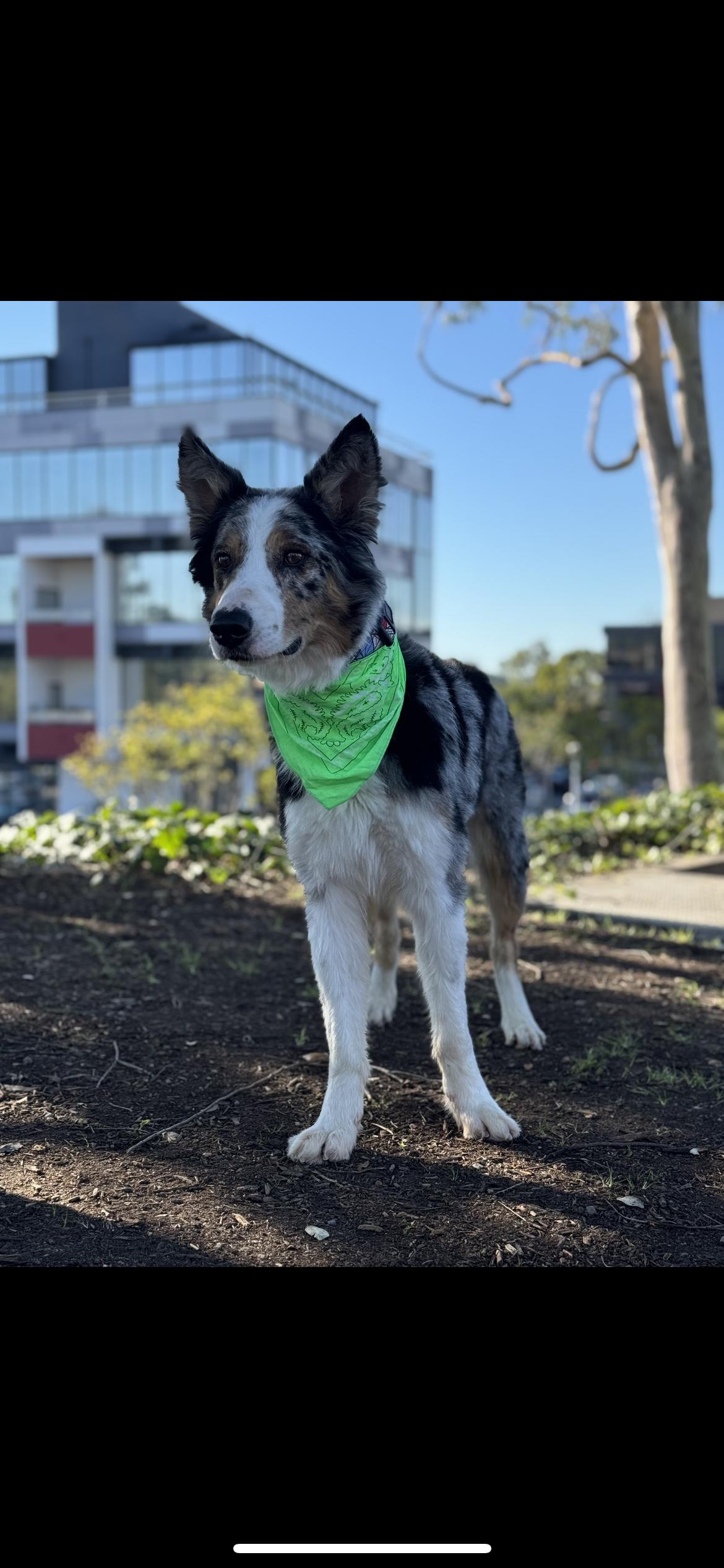 Enlarge Indiana Bones , a ADOPTABLE mixed breed in Hamden, CT image 6/6