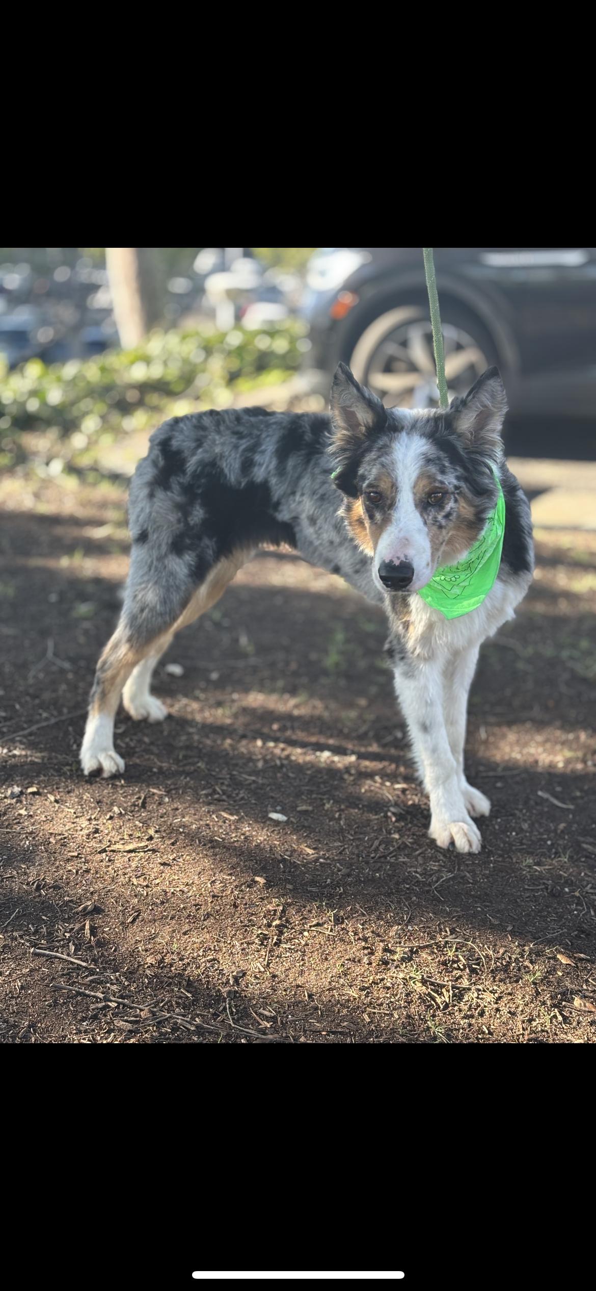 Enlarge Indiana Bones , a ADOPTABLE mixed breed in Hamden, CT image 2/6