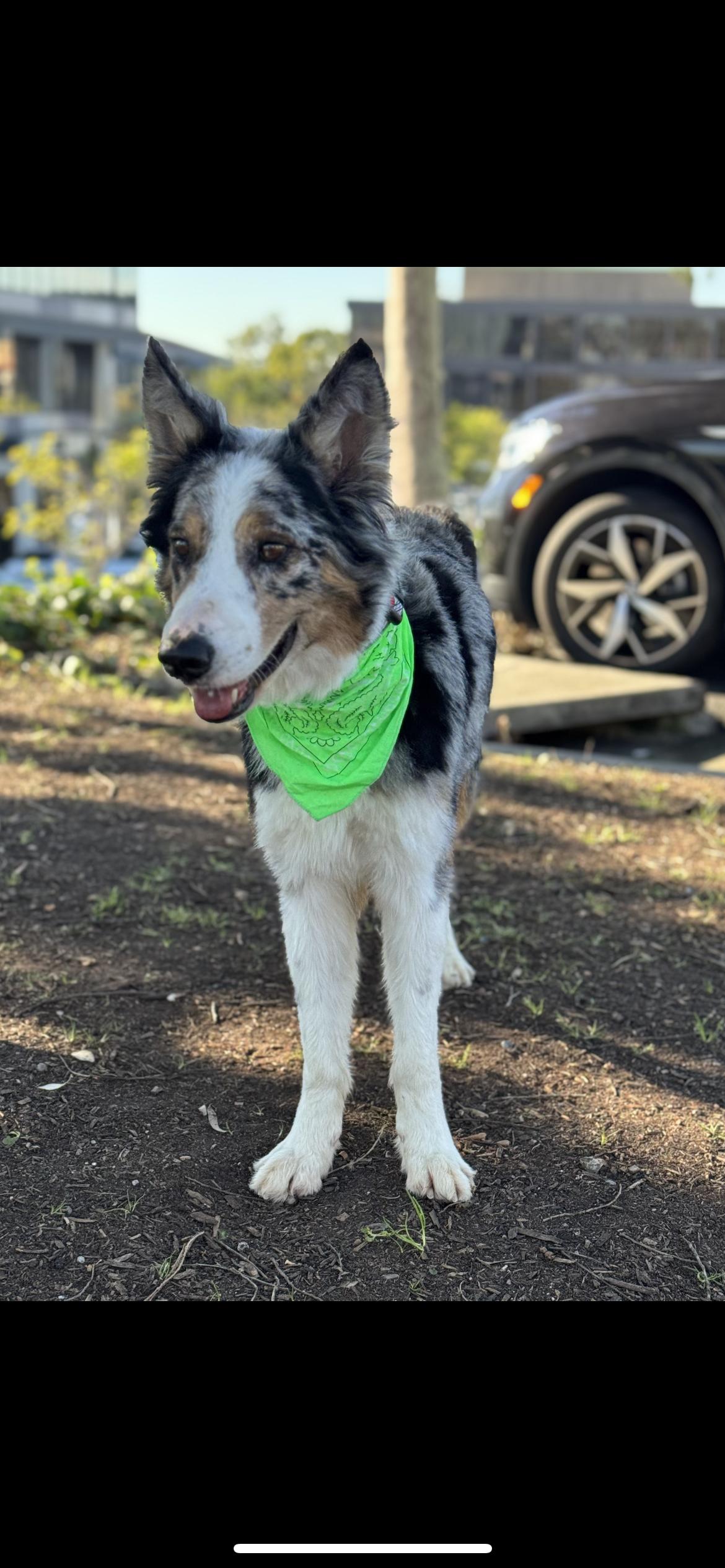 Enlarge Indiana Bones , a ADOPTABLE mixed breed in Hamden, CT image 3/6