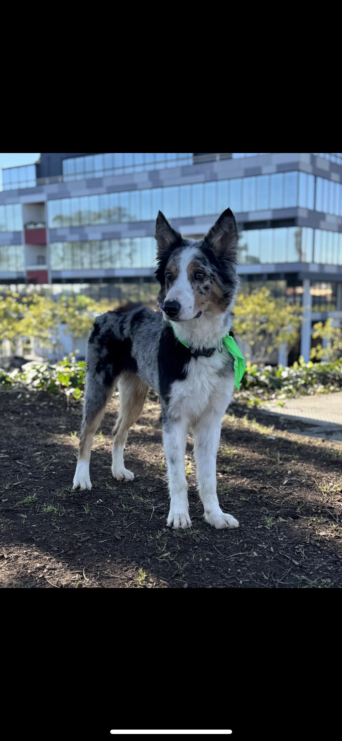 Indiana Bones , ADOPTABLE, Adult Male Australian Shepherd.