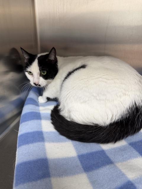 Pelpy, adopted, Senior Female Domestic Short Hair.