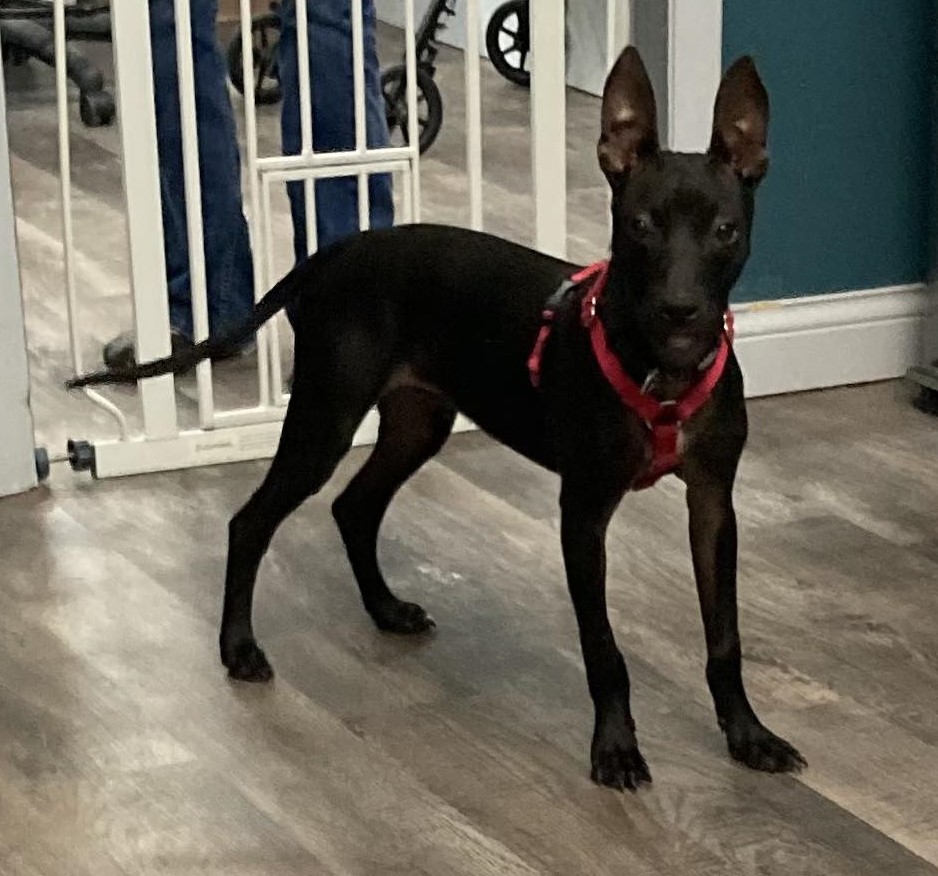 Enlarge L.B. Sweetest Boy Ever, a Adopted mixed breed in Lafayette , IN image 2/4