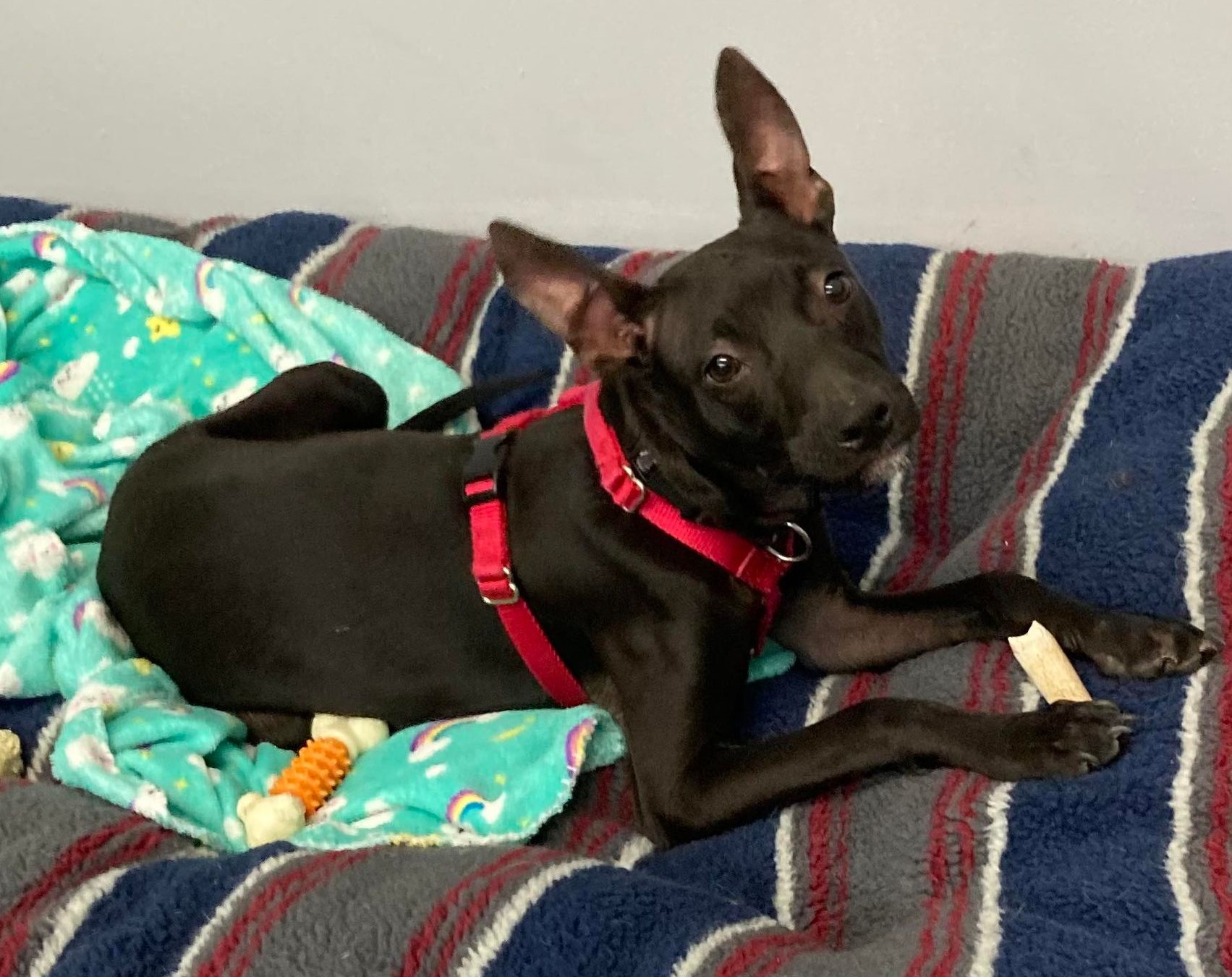 Enlarge L.B. Sweetest Boy Ever, a Adopted mixed breed in Lafayette , IN image 3/4