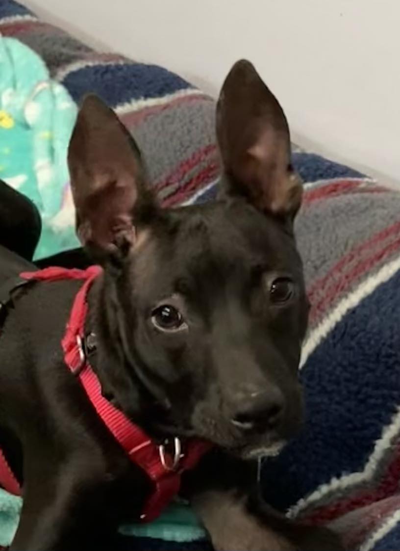 Enlarge L.B. Sweetest Boy Ever, a Adopted mixed breed in Lafayette , IN image 1/4