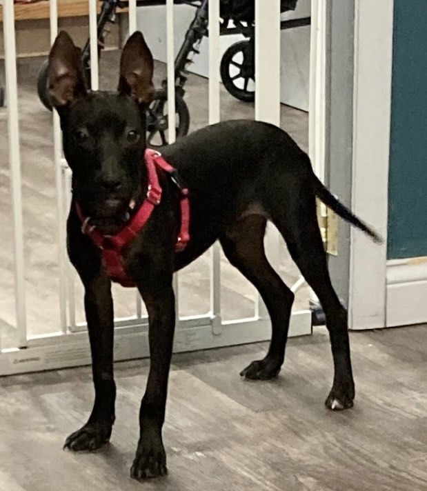 Enlarge L.B. Sweetest Boy Ever, a Adopted mixed breed in Lafayette , IN image 4/4