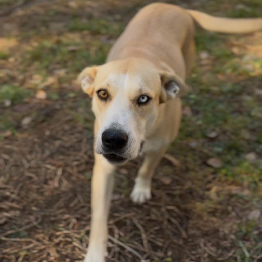 Daisy, Adoptable, Adult Female Husky & Black Labrador Retriever.