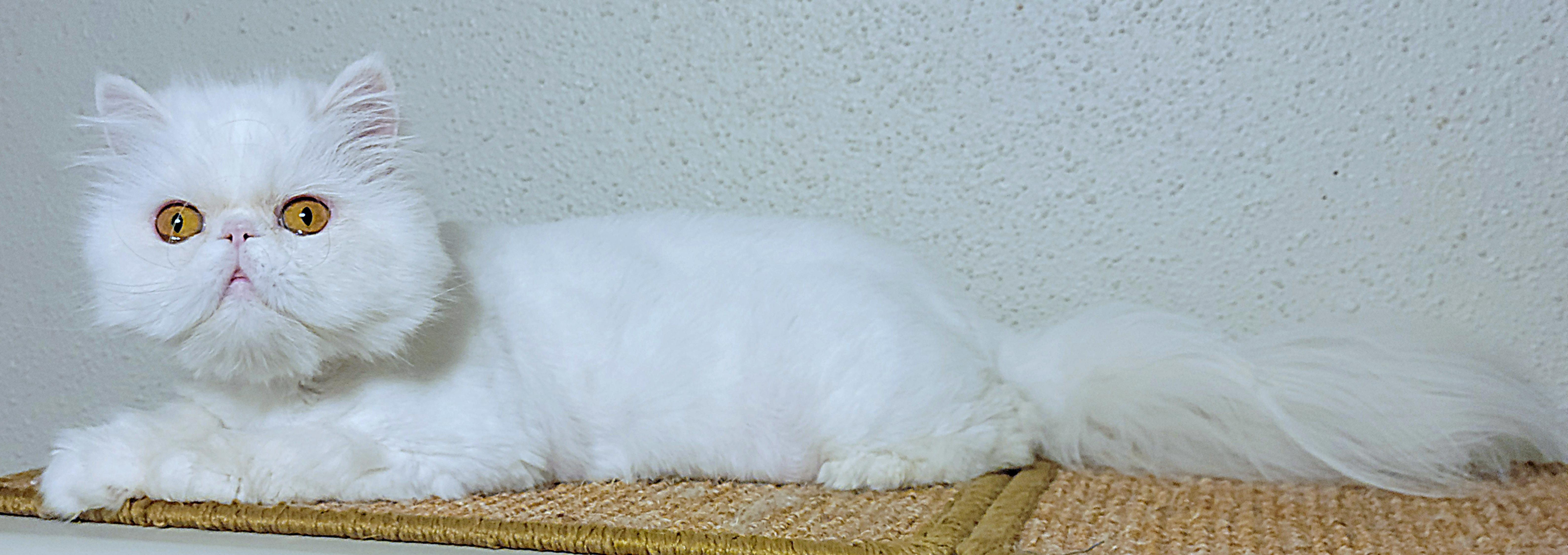 Koko, an adoptable Persian in Converse, TX, 78109 | Photo Image 2