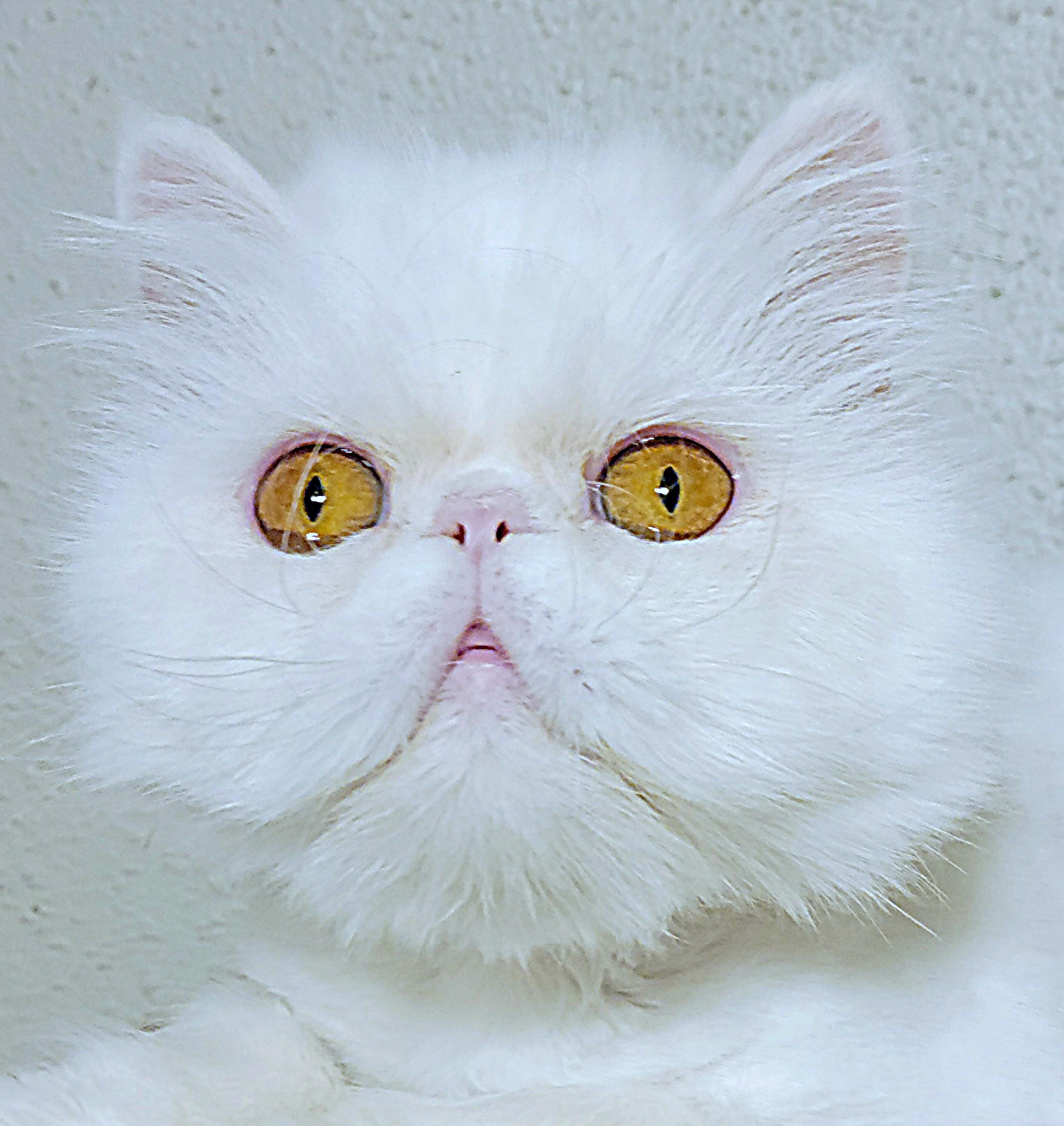 Koko, an adoptable Persian in Converse, TX, 78109 | Photo Image 1