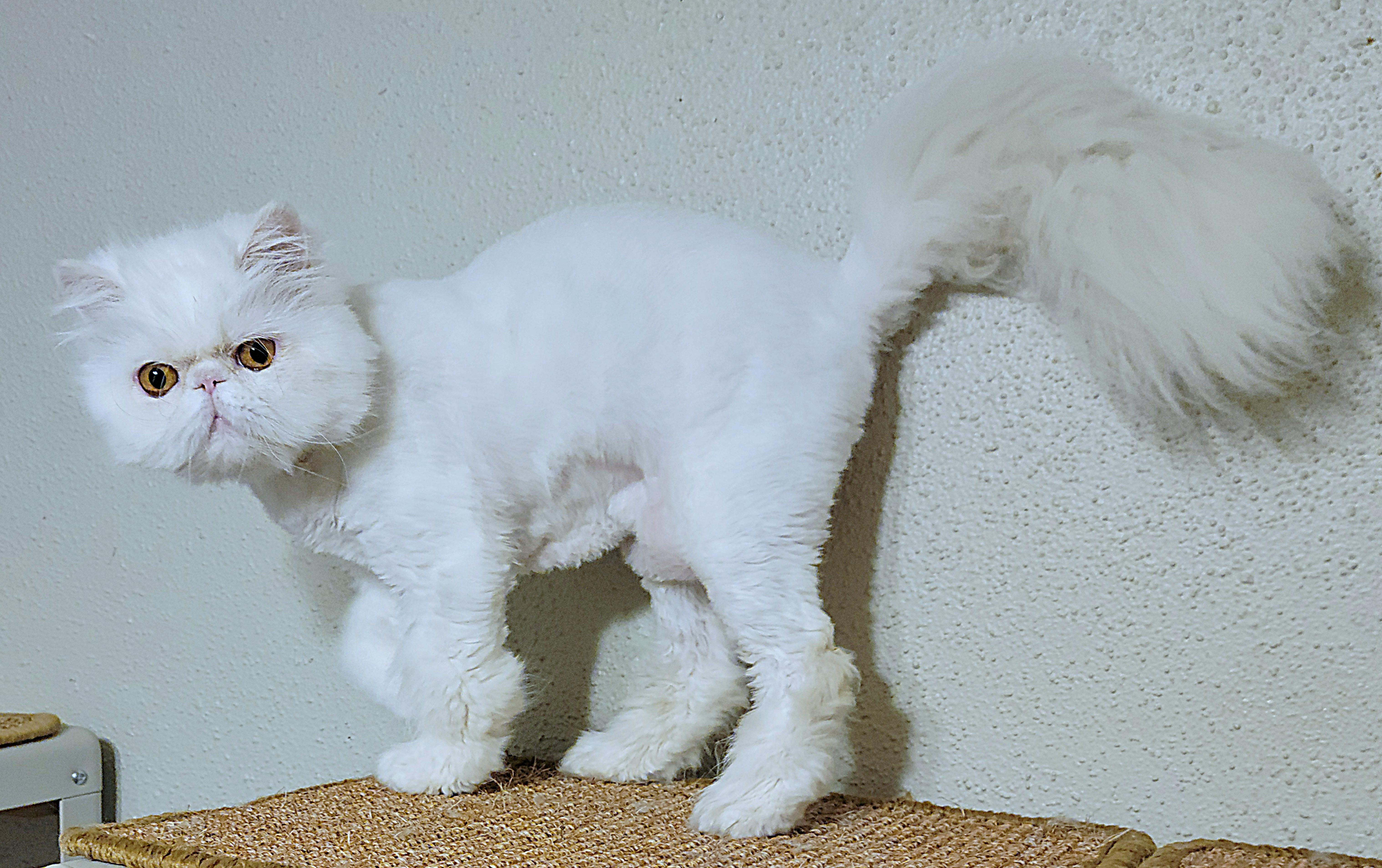 Koko, an adoptable Persian in Converse, TX, 78109 | Photo Image 6