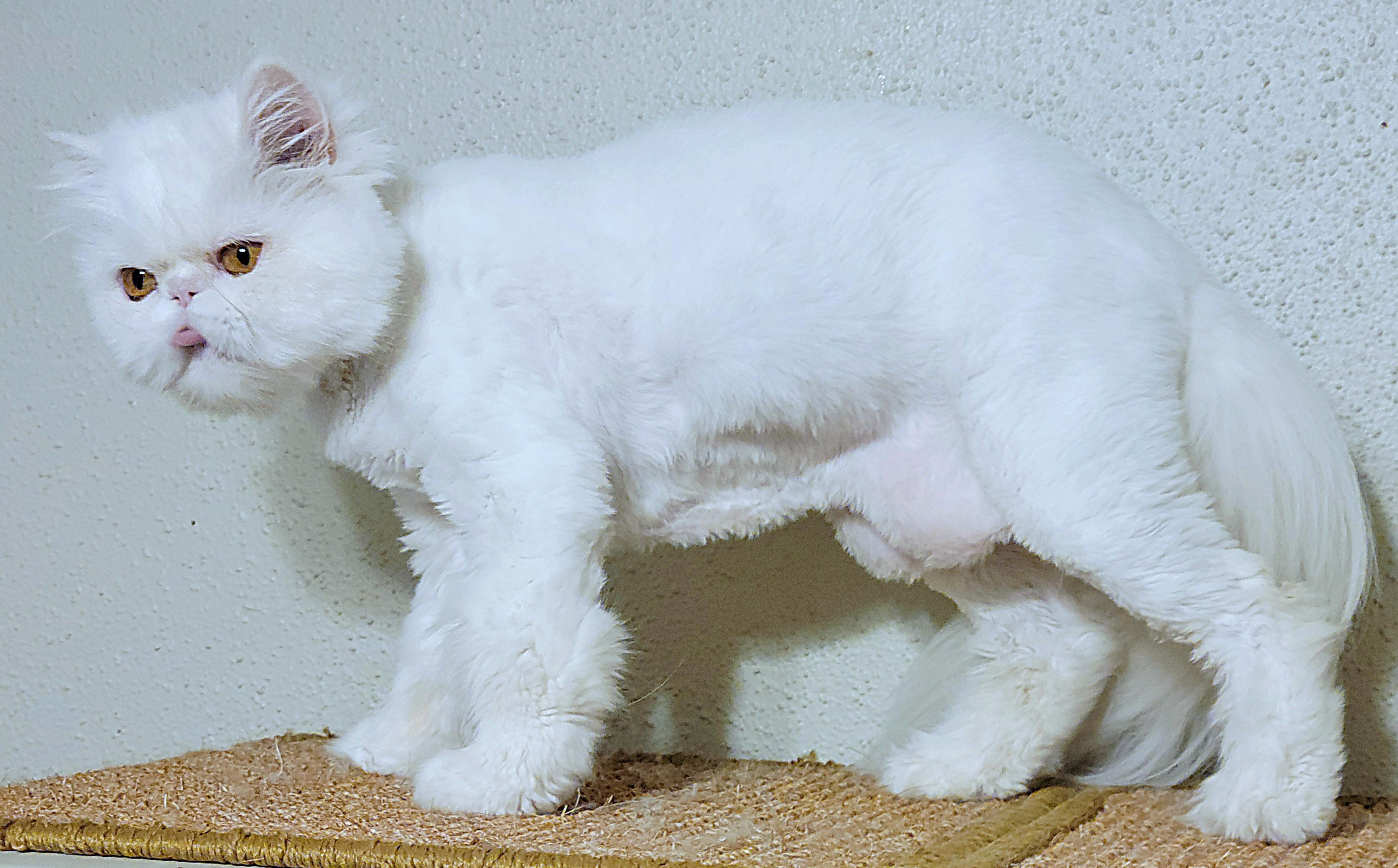Koko, an adoptable Persian in Converse, TX, 78109 | Photo Image 4