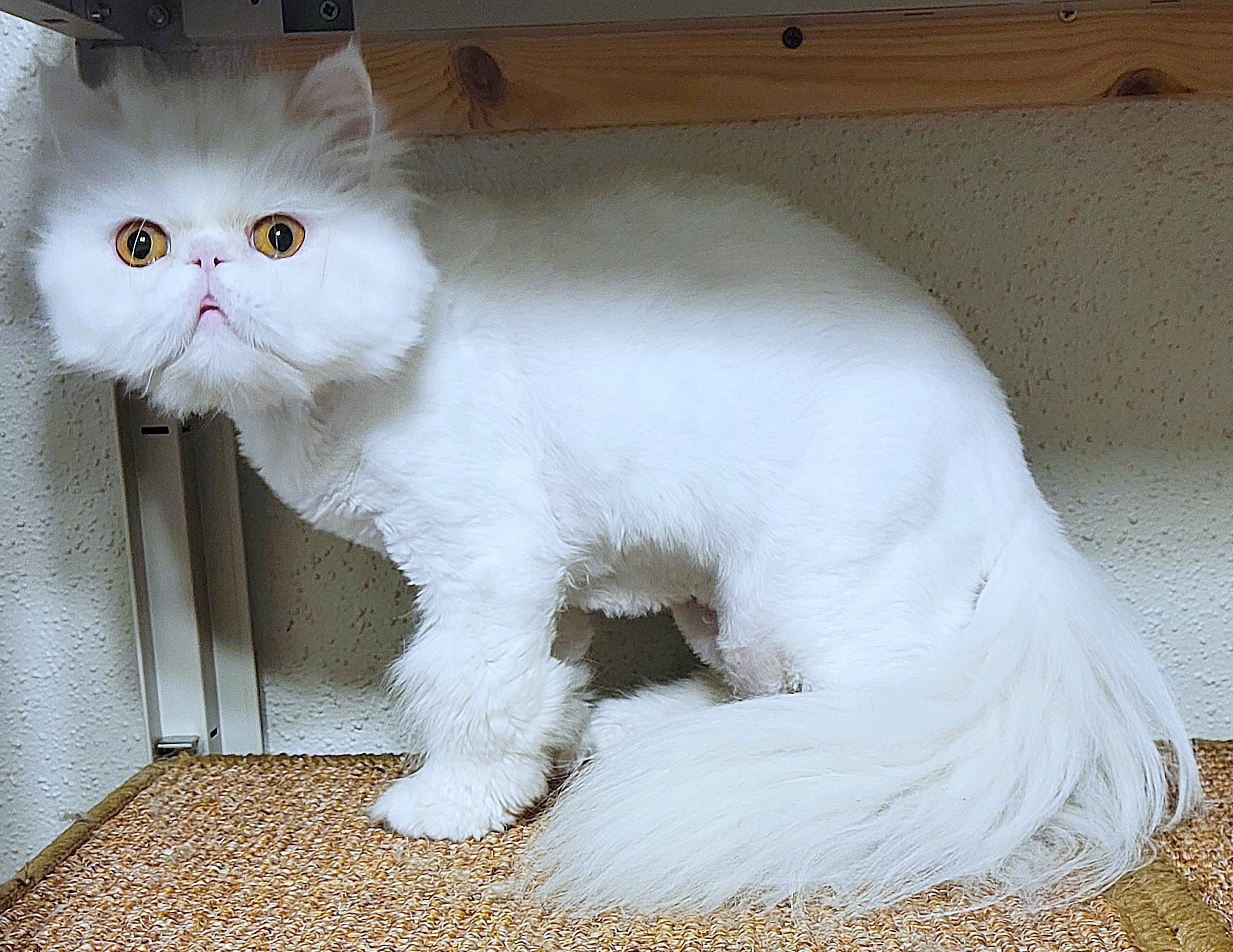 Koko, an adoptable Persian in Converse, TX, 78109 | Photo Image 3