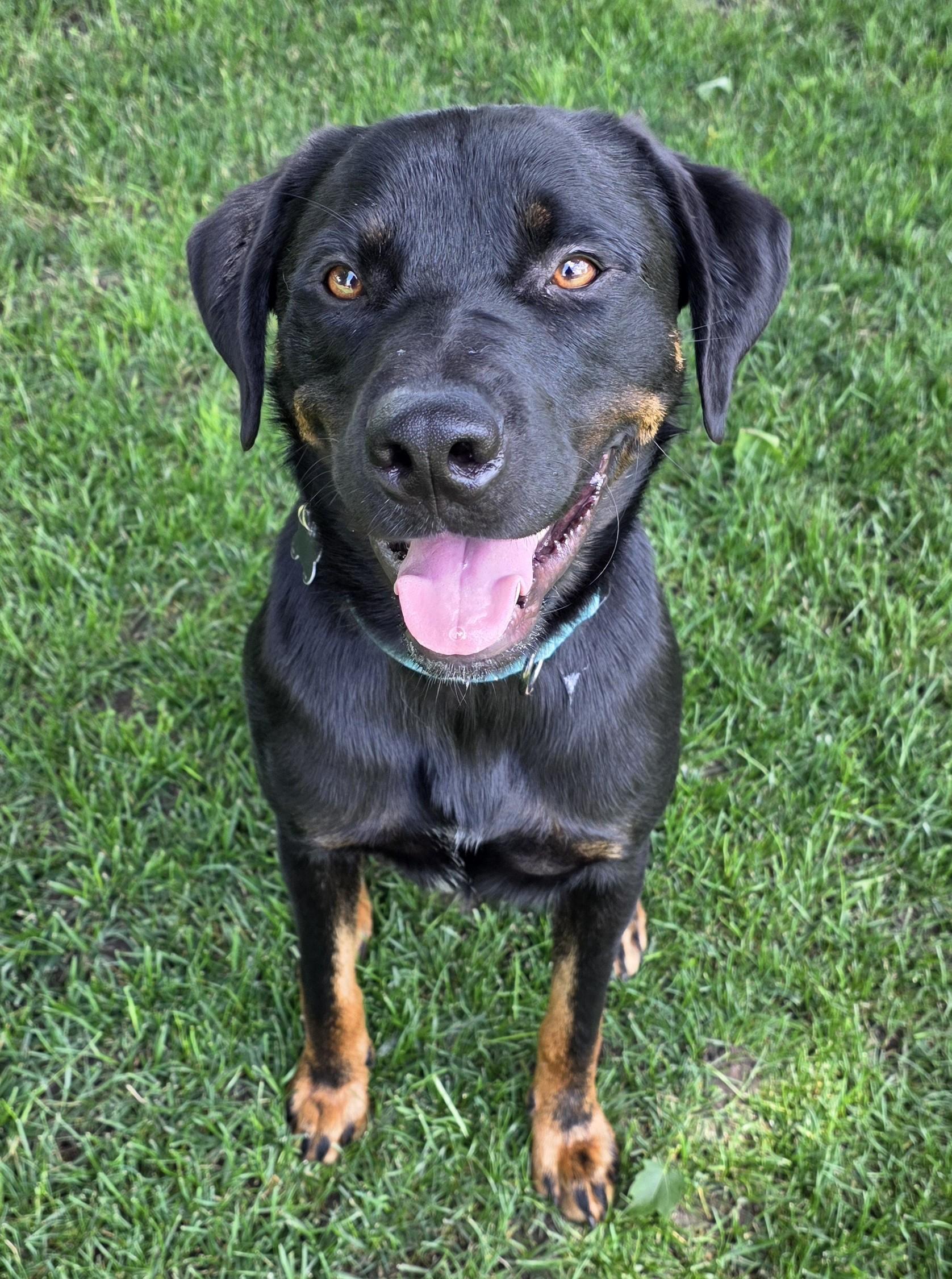 Ruff Tufferson, Young Male Labrador Retriever