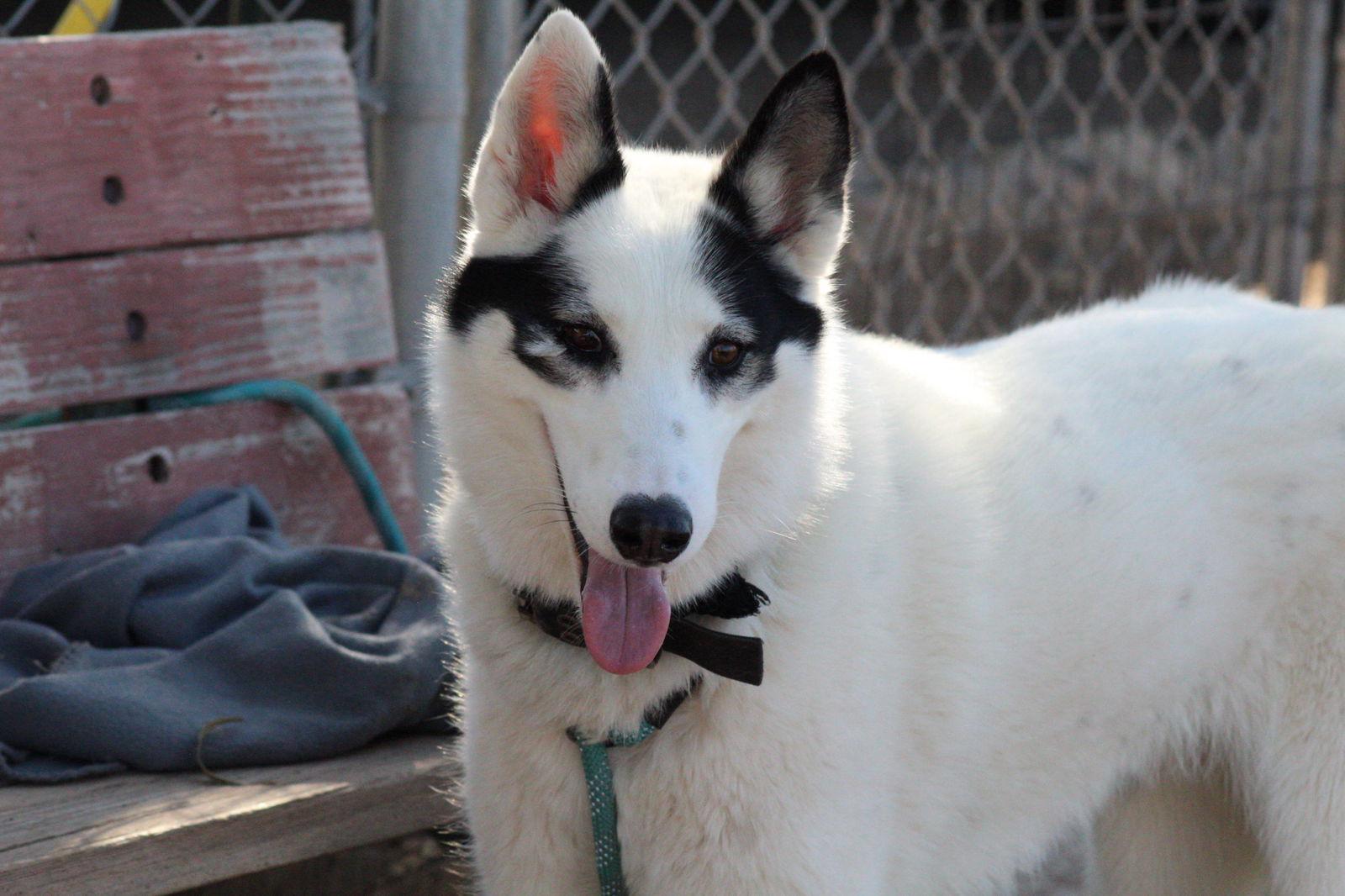 Enlarge Lashes, a Adoptable mixed breed in El Centro, CA image 1/1