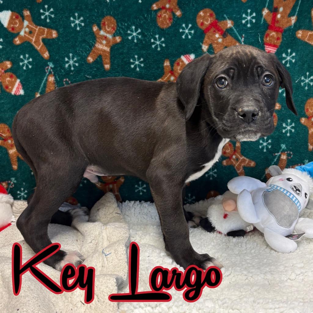 Key Largo thumbnail 2