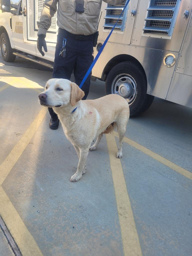 Lady, Adoptable, Adult Female Labrador Retriever.