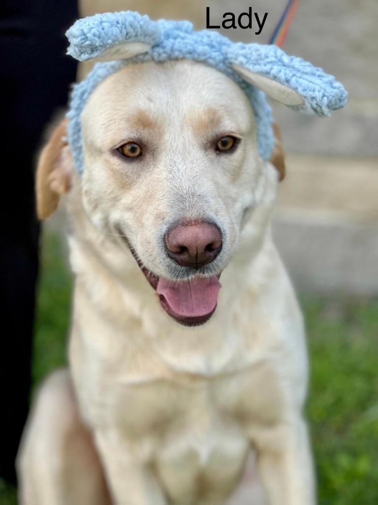 Lady, Adoptable, Young Female Labrador Retriever.