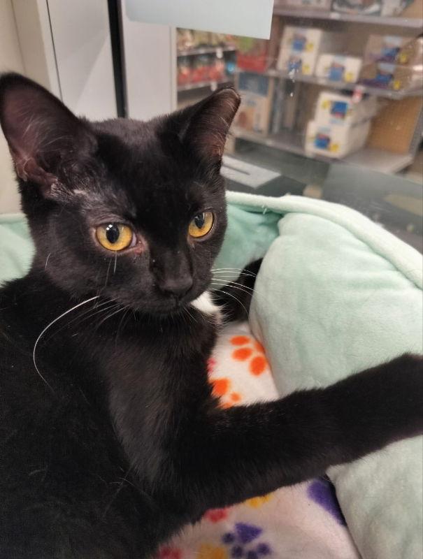 Merlin, Adoptable, Adult Male Tuxedo & Domestic Short Hair.