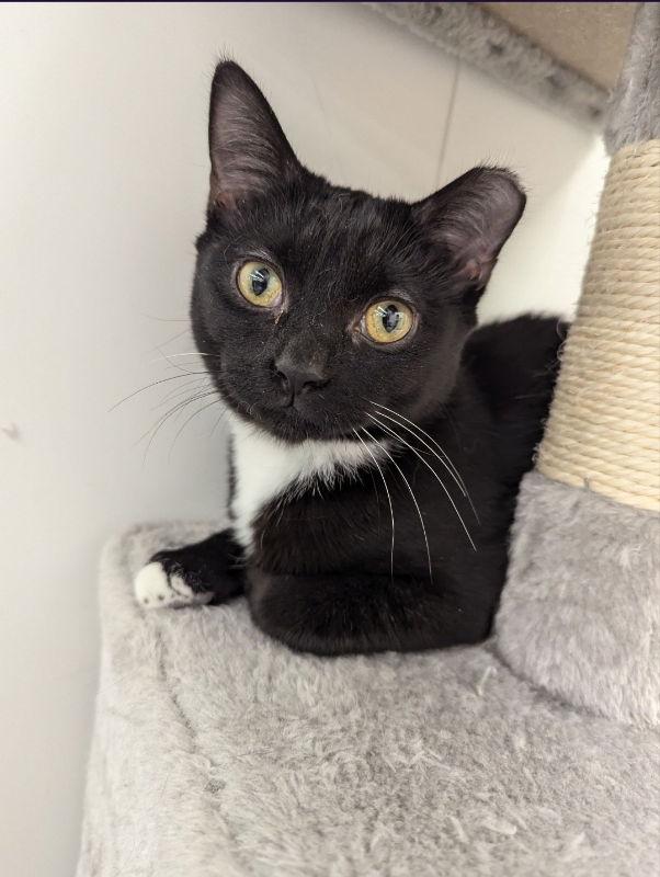 Merlin, a Adoptable mixed breed in Ball Ground, GA image 2/3