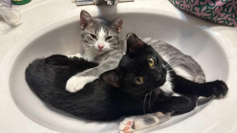 Merlin, a Adoptable mixed breed in Ball Ground, GA image 3/3