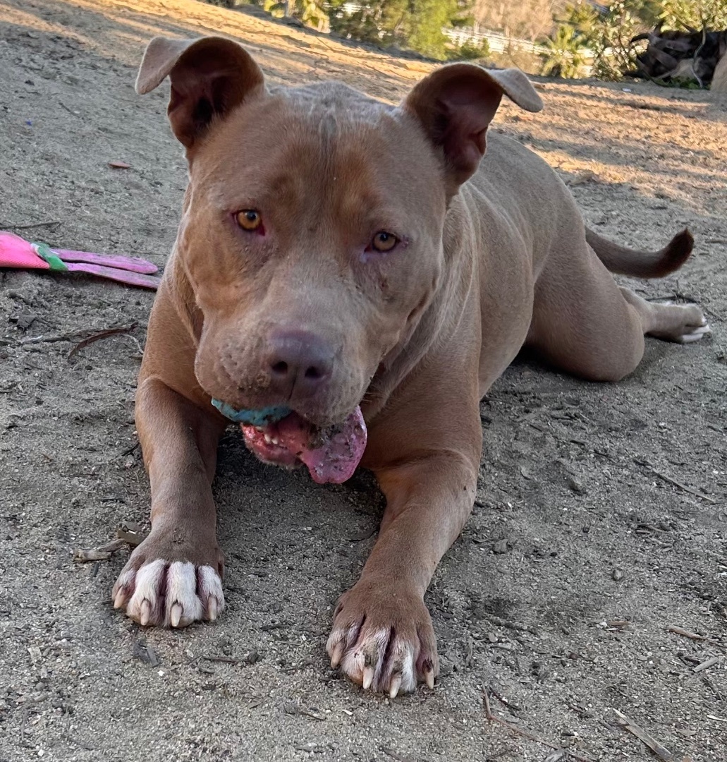 Enlarge Nala, a Adoptable Pit Bull Terrier in Temecula, CA image 1/11