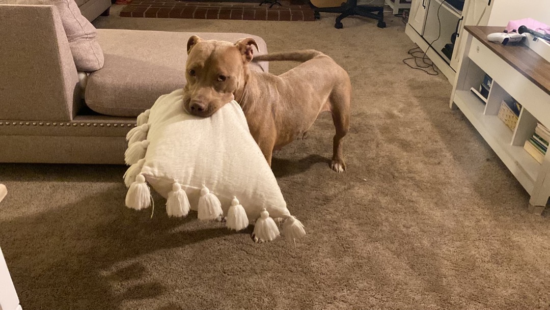 Enlarge Nala, a Adoptable Pit Bull Terrier in Temecula, CA image 2/11