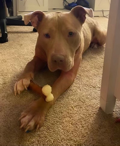 Enlarge Nala, a Adoptable Pit Bull Terrier in Temecula, CA image 3/11