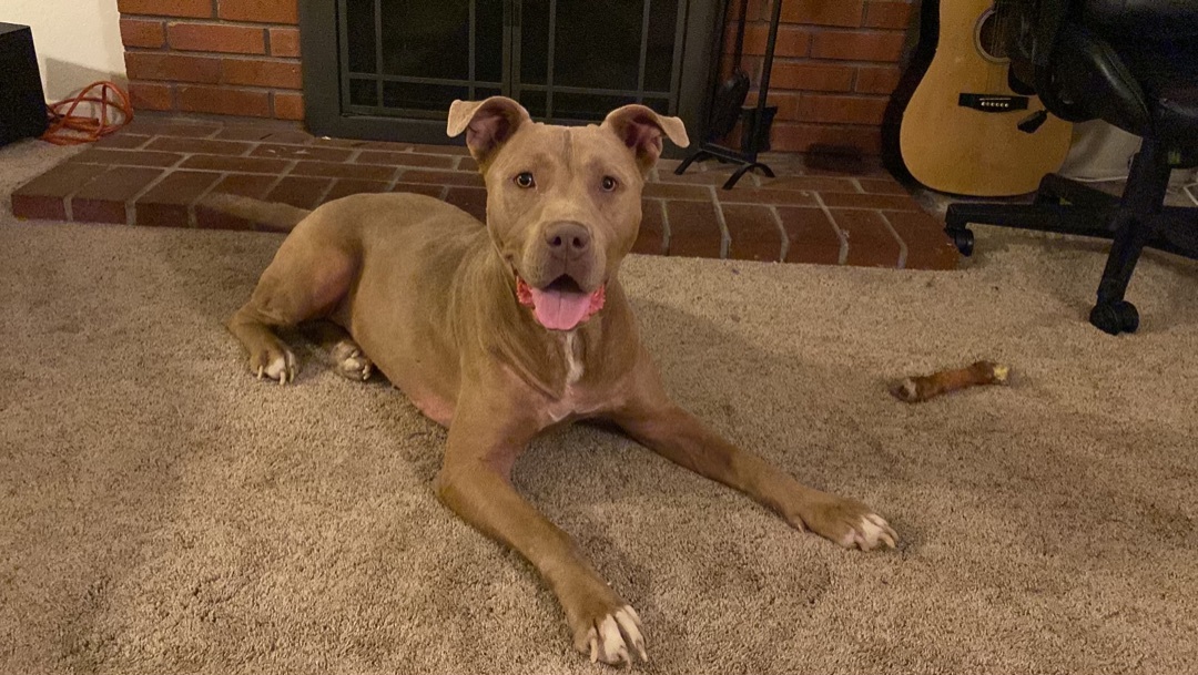 Enlarge Nala, a Adoptable Pit Bull Terrier in Temecula, CA image 4/11