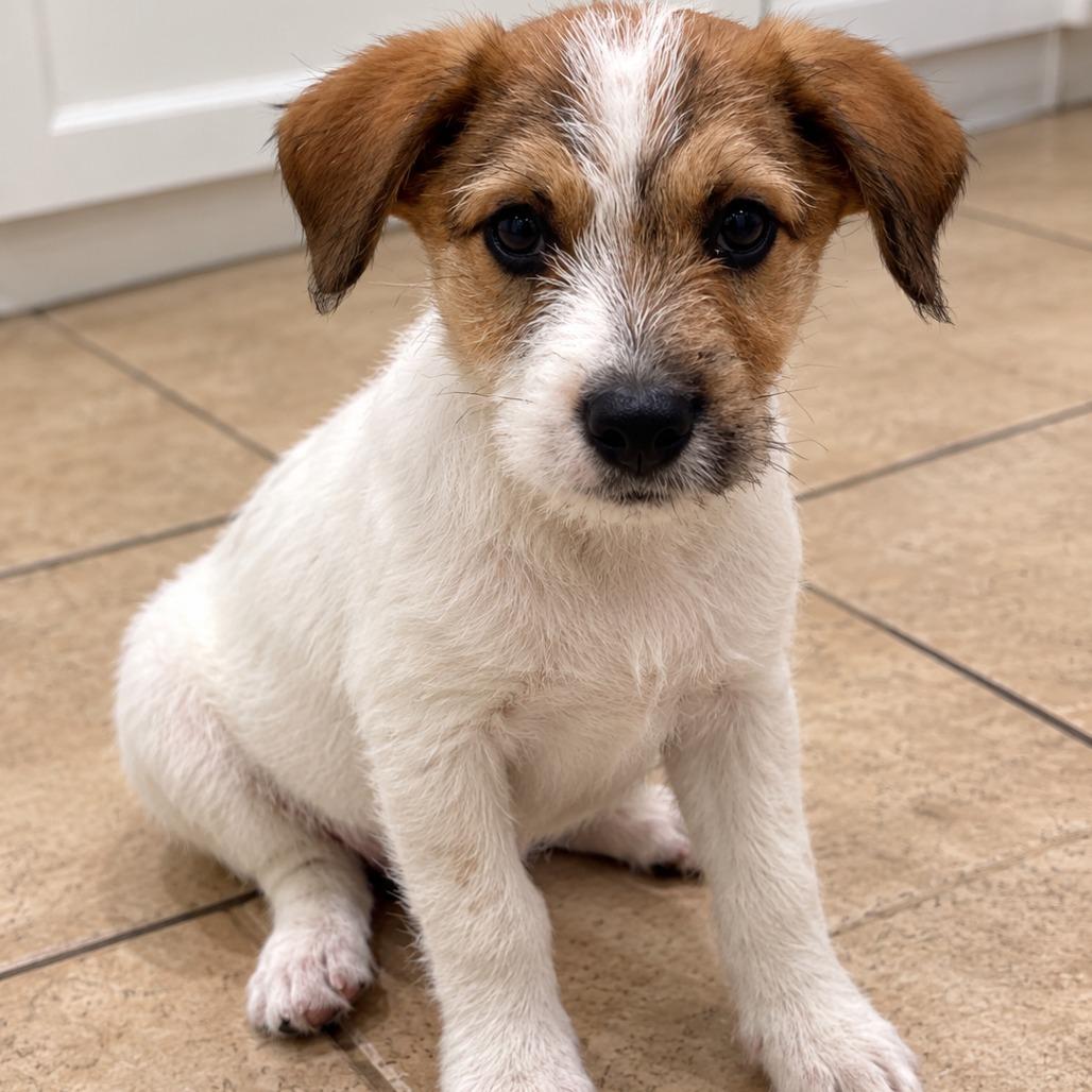 Enlarge Asher, a Adoptable mixed breed in Cashmere, WA image 1/3