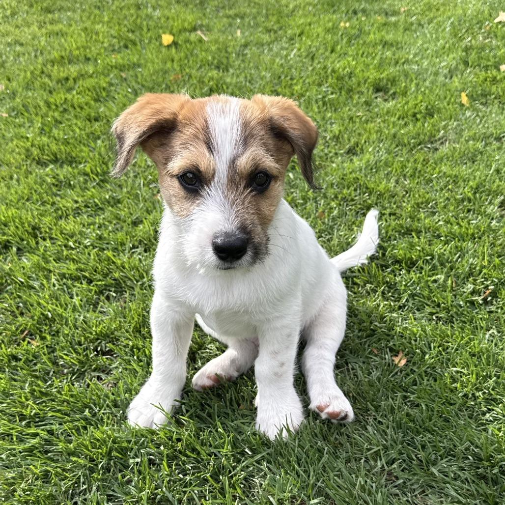 Enlarge Asher, a Adoptable mixed breed in Cashmere, WA image 2/3