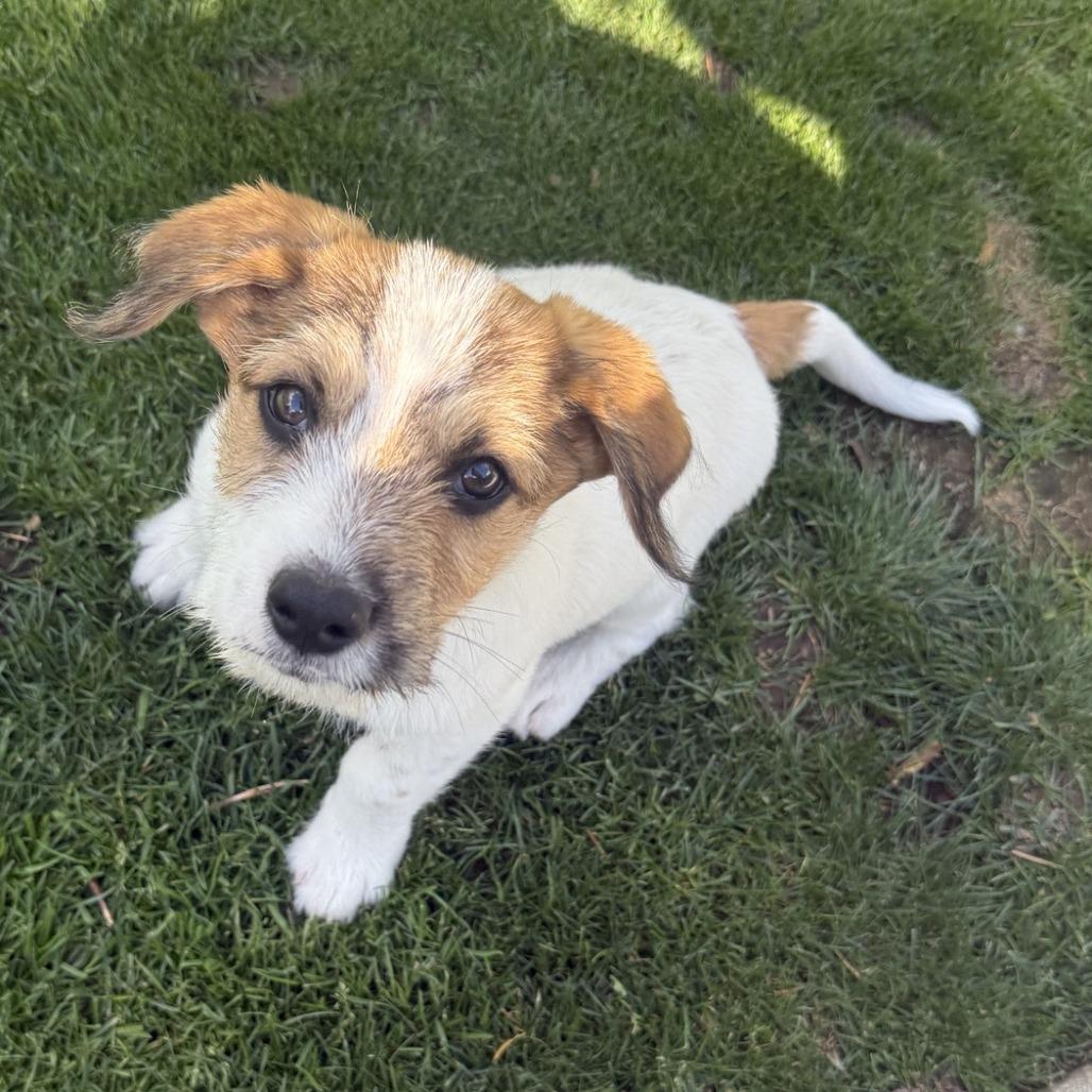 Enlarge Asher, a Adoptable mixed breed in Cashmere, WA image 3/3