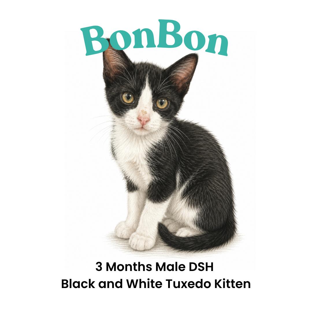 Enlarge BonBon, a Adoptable mixed breed in Houston, TX image 2/6