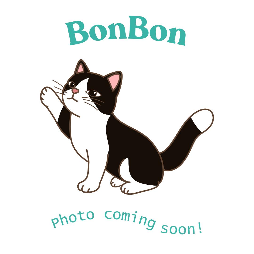 Enlarge BonBon, a Adoptable mixed breed in Houston, TX image 1/1