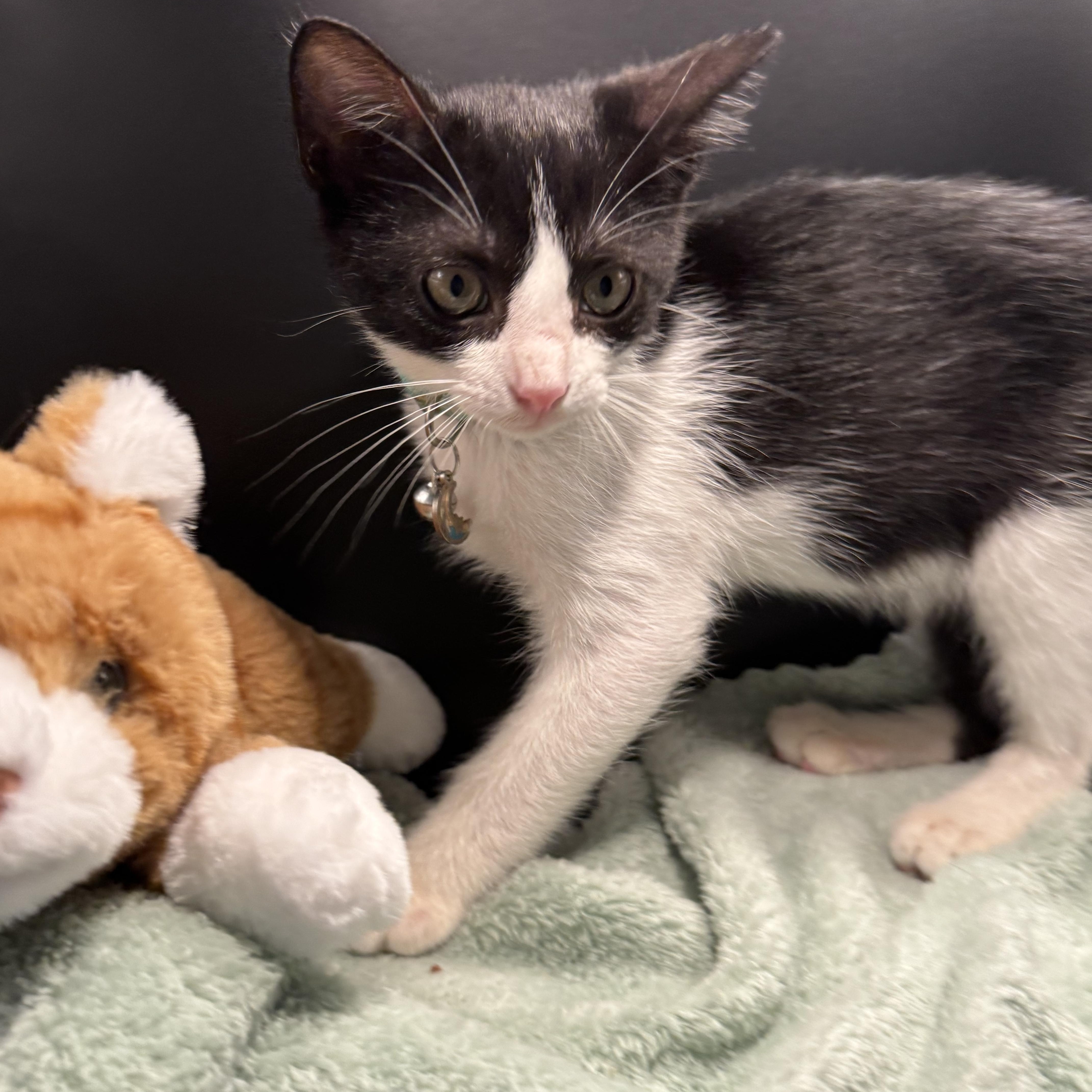 Enlarge BonBon, a Adoptable mixed breed in Houston, TX image 5/6