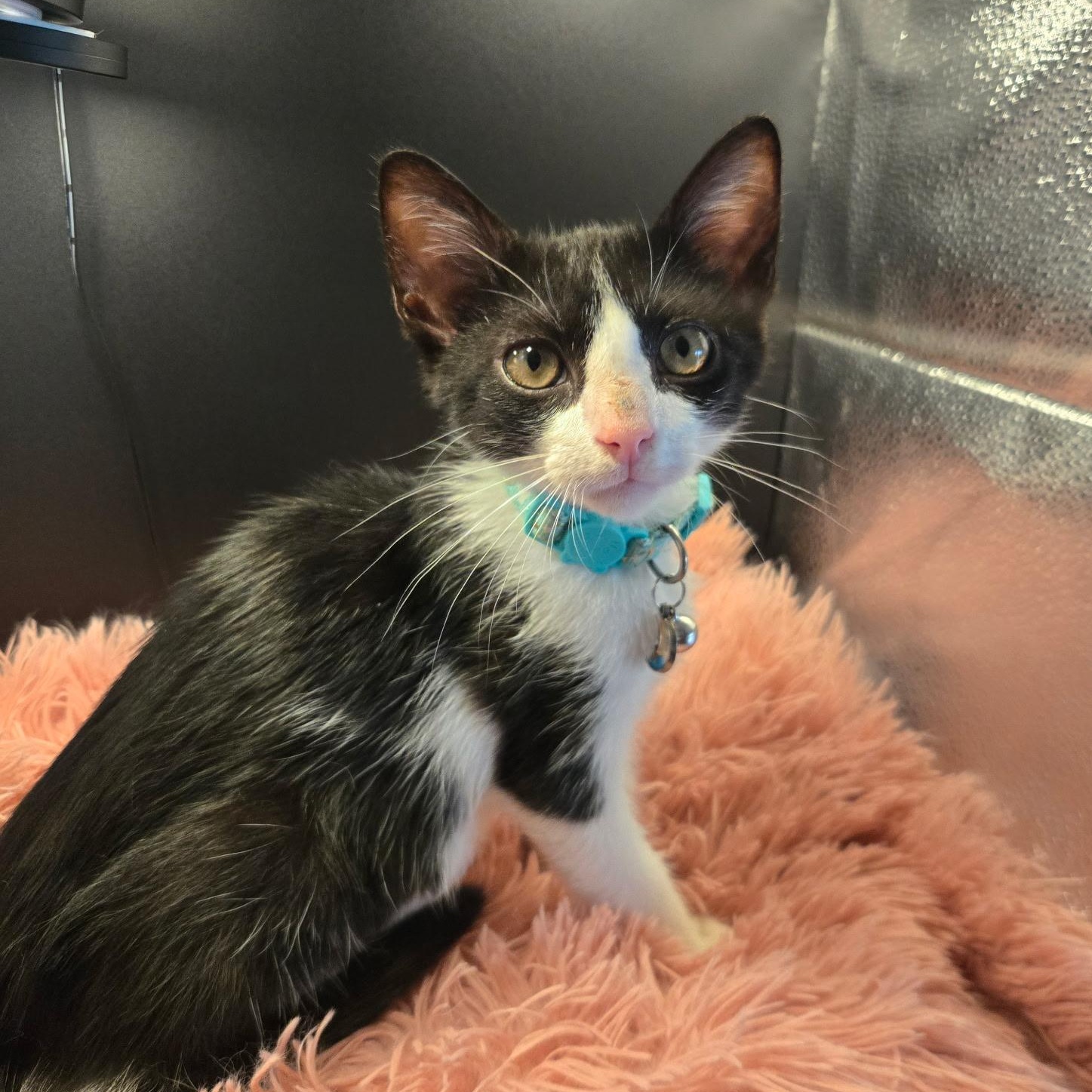 BonBon, Adoptable, Kitten Male American Shorthair.