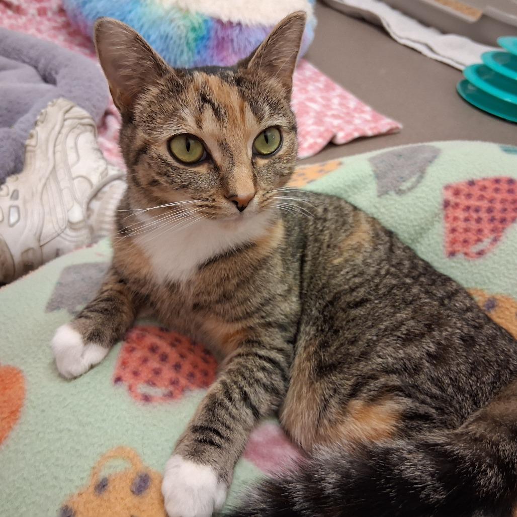 Lola, Adoptable, Adult Female Domestic Short Hair.