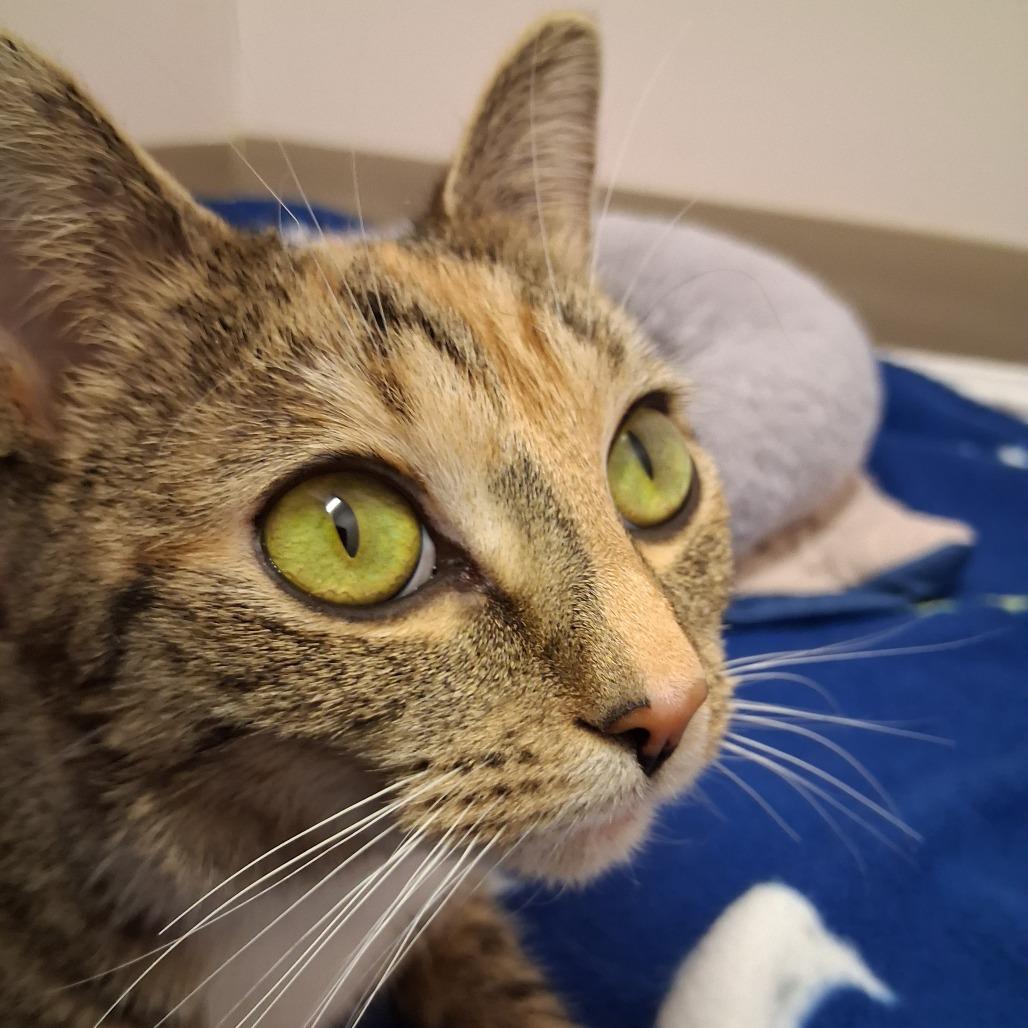 Lola, a Adoptable Domestic Short Hair in Middlebury, VT image 2/6