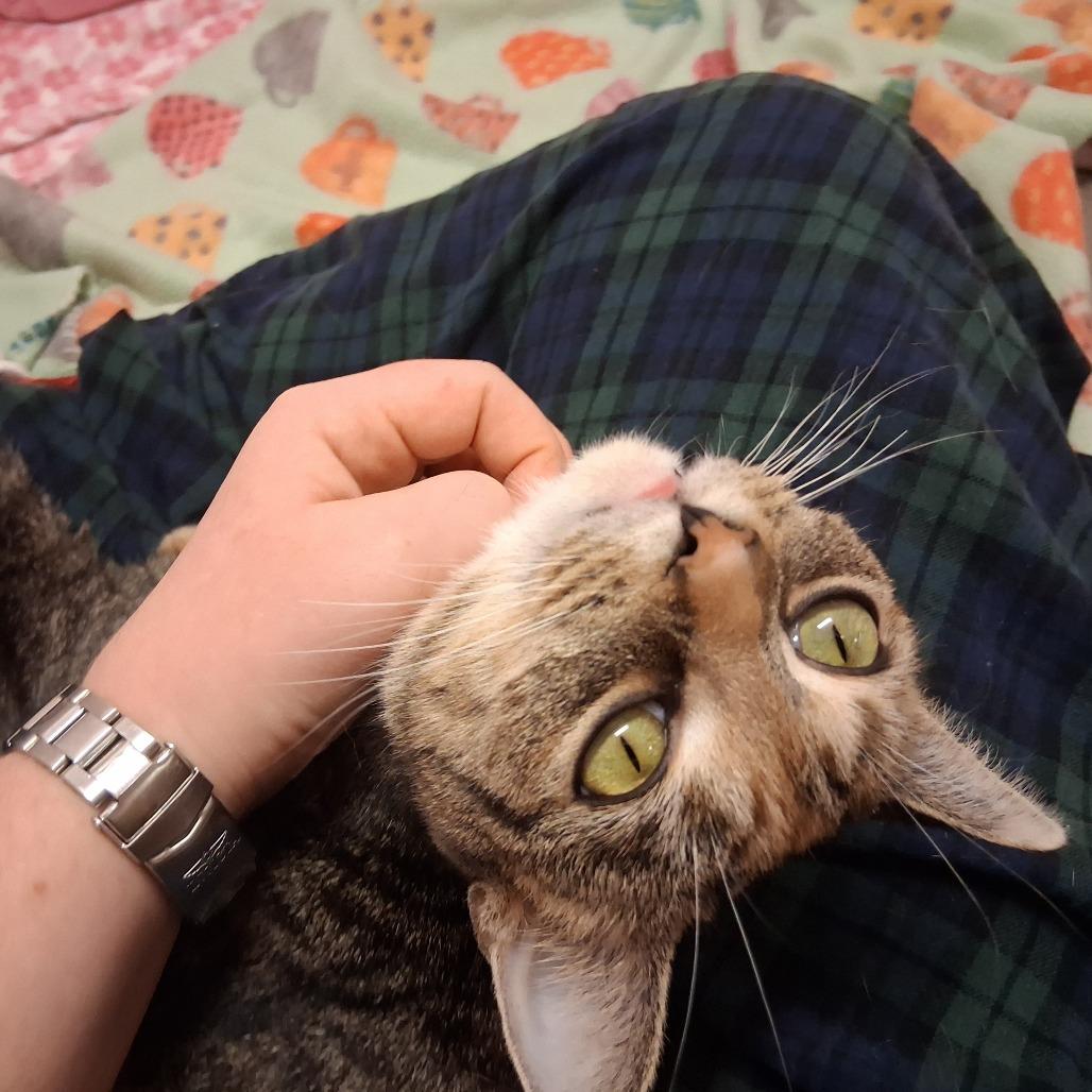 Lola, a Adoptable Domestic Short Hair in Middlebury, VT image 3/6