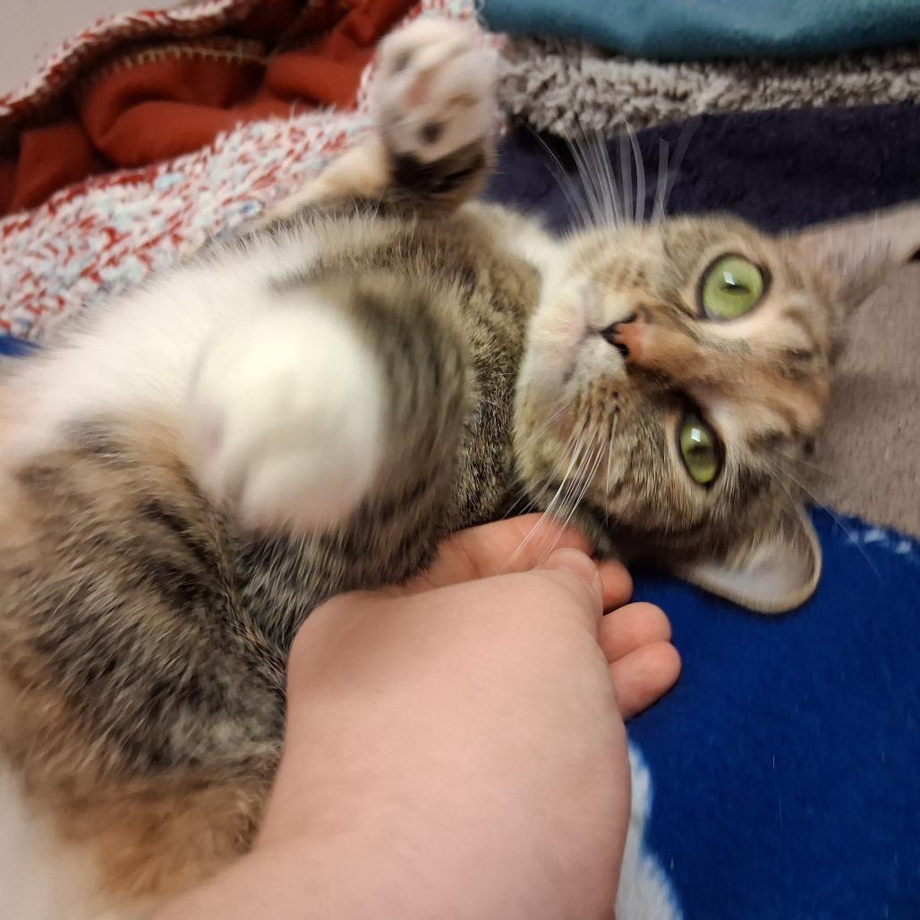 Lola, a Adoptable Domestic Short Hair in Middlebury, VT image 5/6