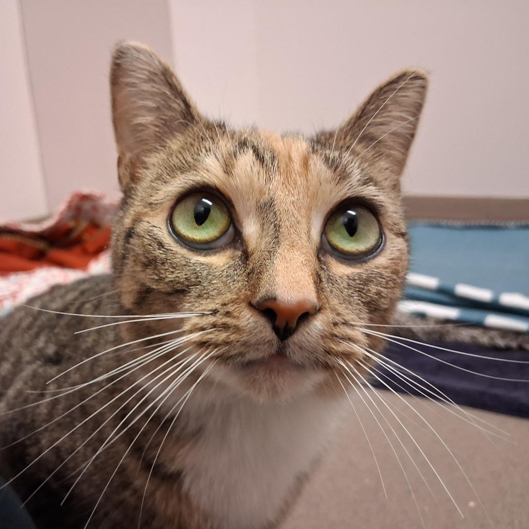 Lola, a Adoptable Domestic Short Hair in Middlebury, VT image 6/6