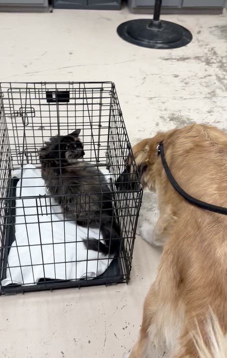 Enlarge Oakley - So cool he needs shades, a Adoptable mixed breed in Portage, MI video 6/6