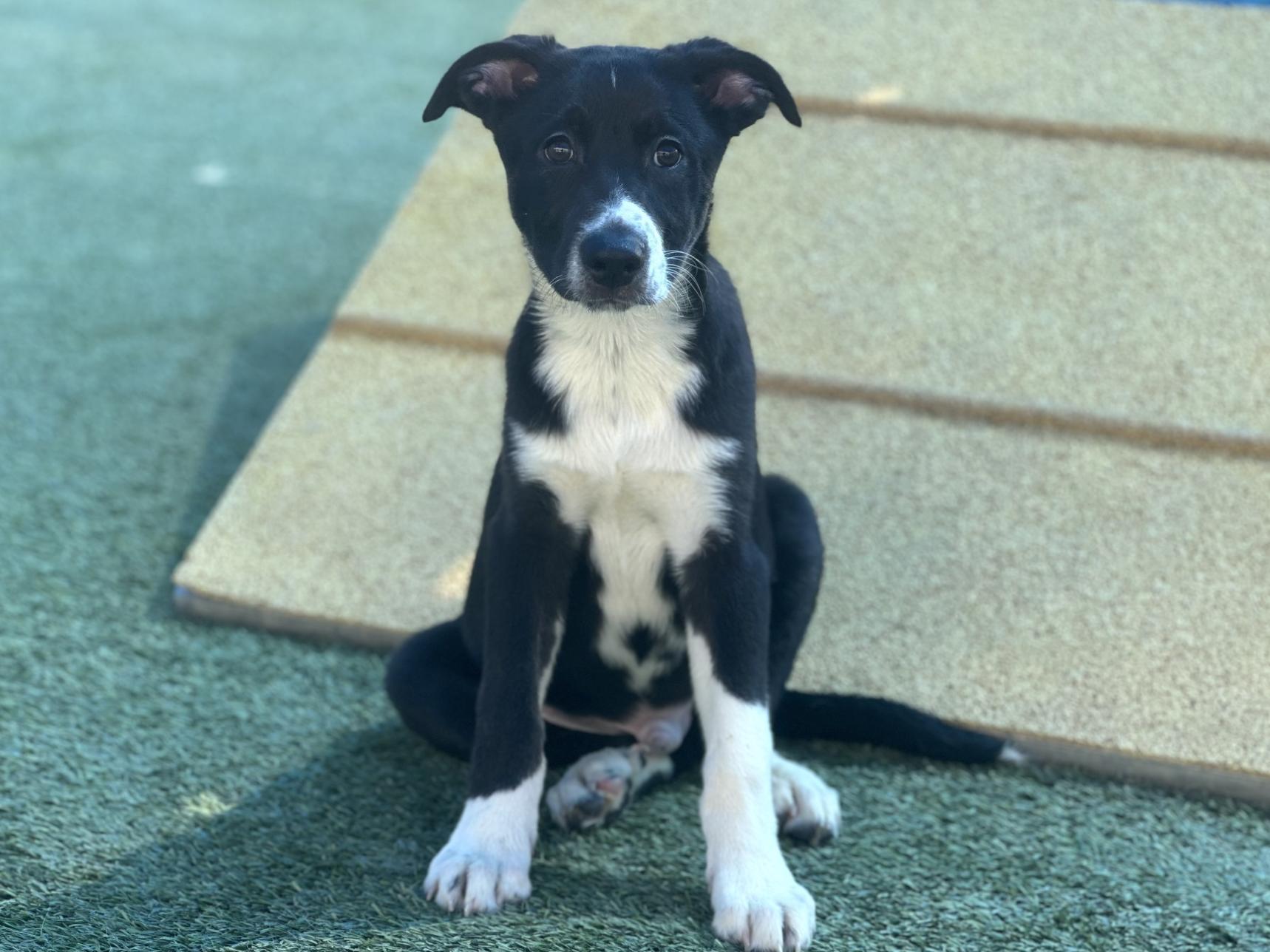 Samson, an adoptable Australian Shepherd, Border Collie in Jacksonville, OR, 97530 | Photo Image 2