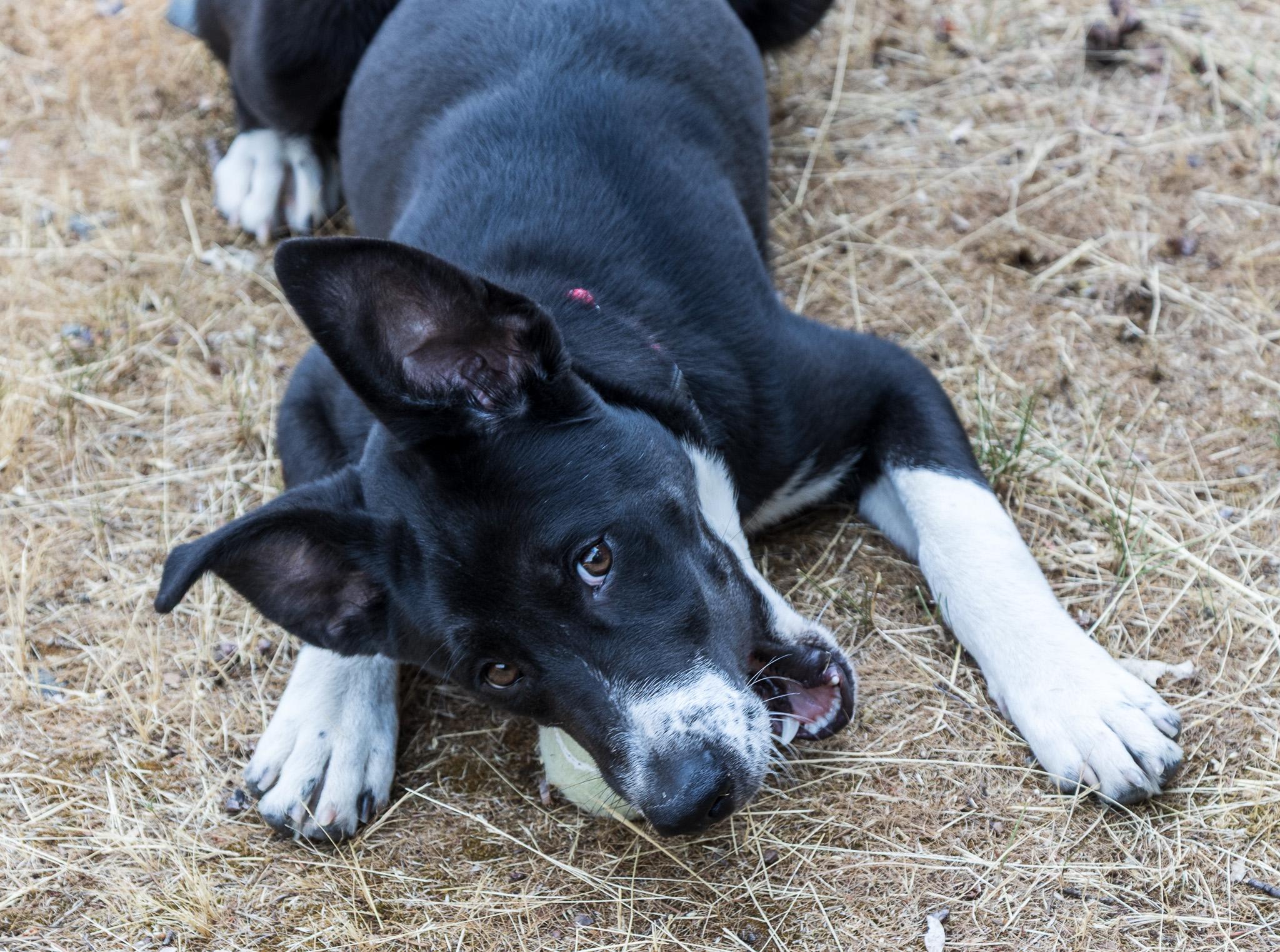 Samson, an adoptable Australian Shepherd, Border Collie in Jacksonville, OR, 97530 | Photo Image 3