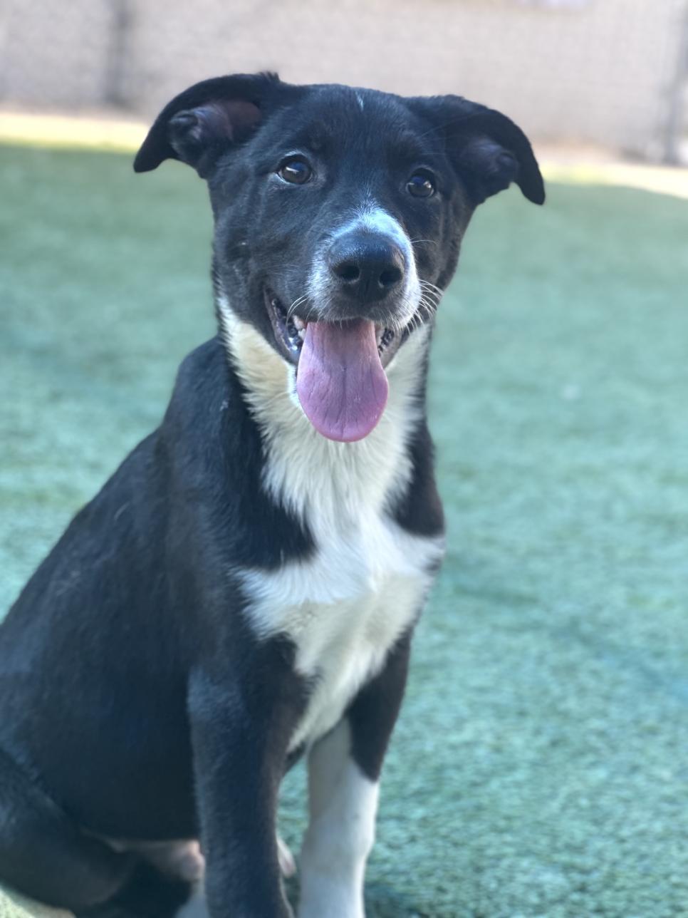 Samson, an adoptable Australian Shepherd, Border Collie in Jacksonville, OR, 97530 | Photo Image 5