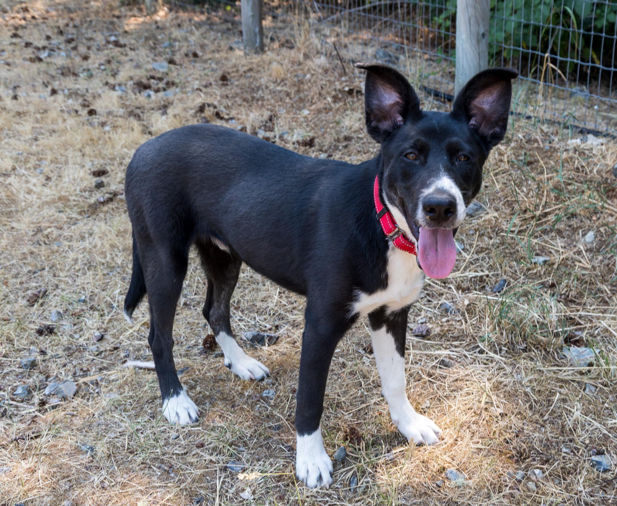 Samson, an adoptable Australian Shepherd, Border Collie in Jacksonville, OR, 97530 | Photo Image 4