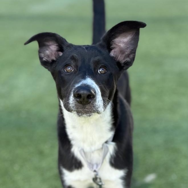 Samson, an adoptable Australian Shepherd, Border Collie in Jacksonville, OR, 97530 | Photo Image 1