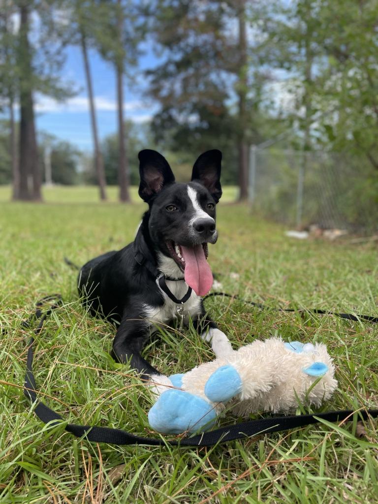 Randall, Adoptable, Young Male Border Collie.