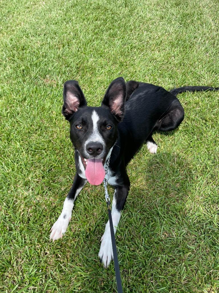 Enlarge Randall, a Adoptable mixed breed in New Orleans, LA image 2/6