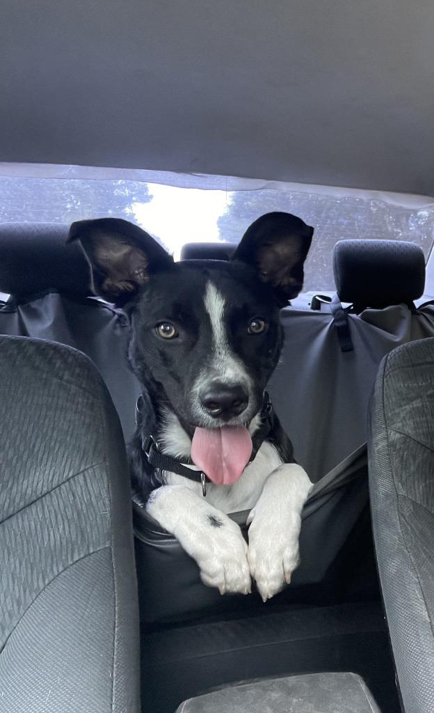 Enlarge Randall, a Adoptable mixed breed in New Orleans, LA image 3/6