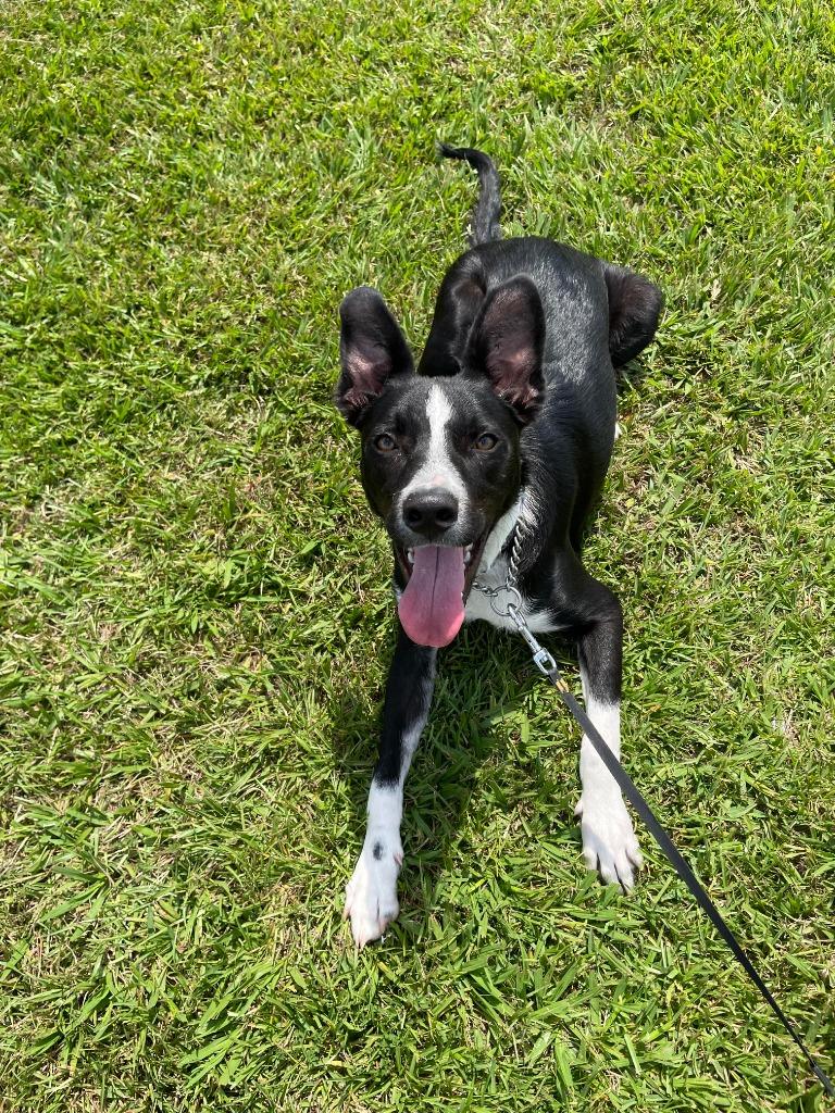 Enlarge Randall, a Adoptable mixed breed in New Orleans, LA image 4/6