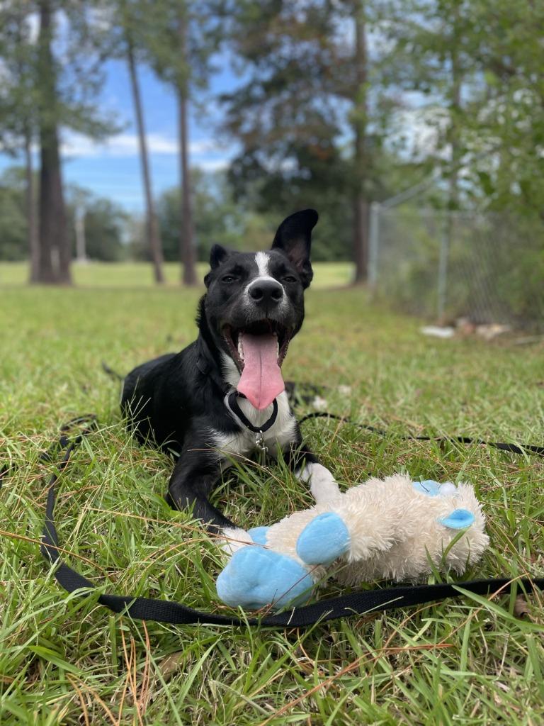 Enlarge Randall, a Adoptable mixed breed in New Orleans, LA image 5/6